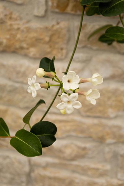 Jasmine