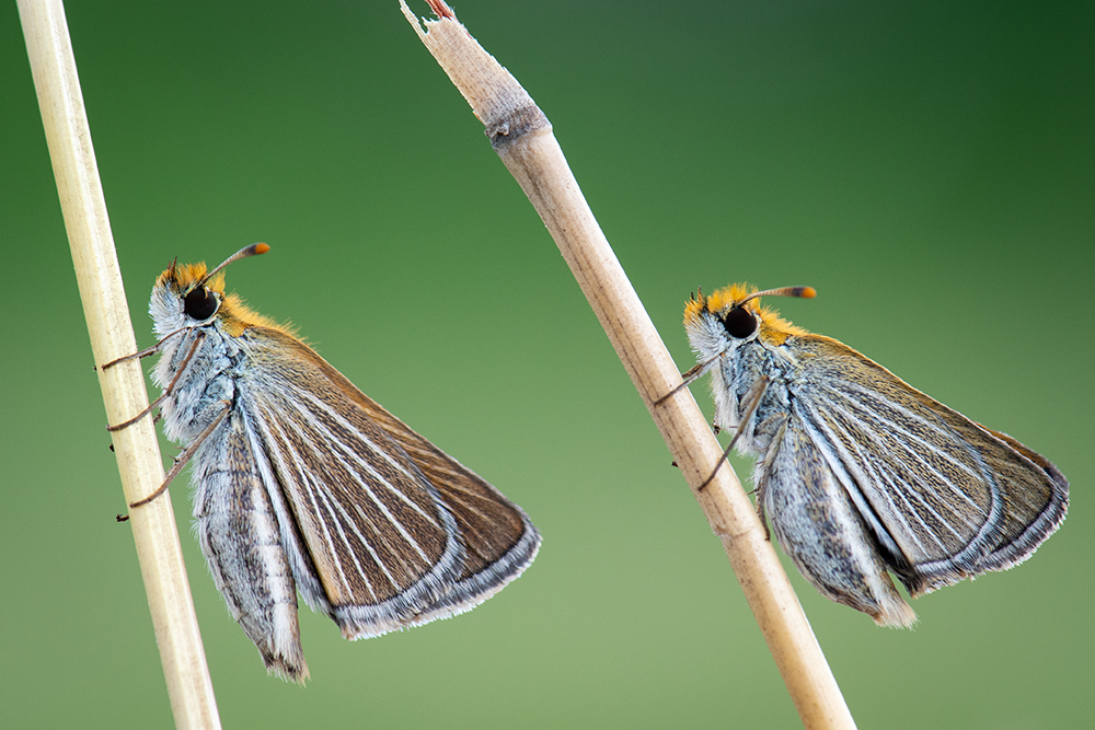 Poweshiek females.jpg (535 KB)