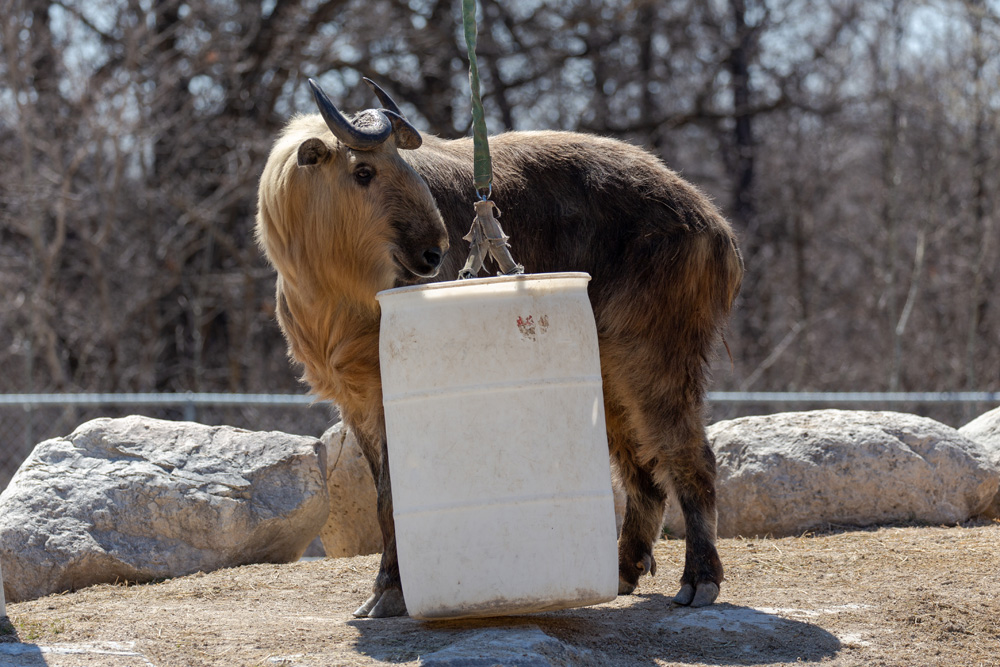 Animals-of-Asia-Side-Column-1.jpg (307 KB)