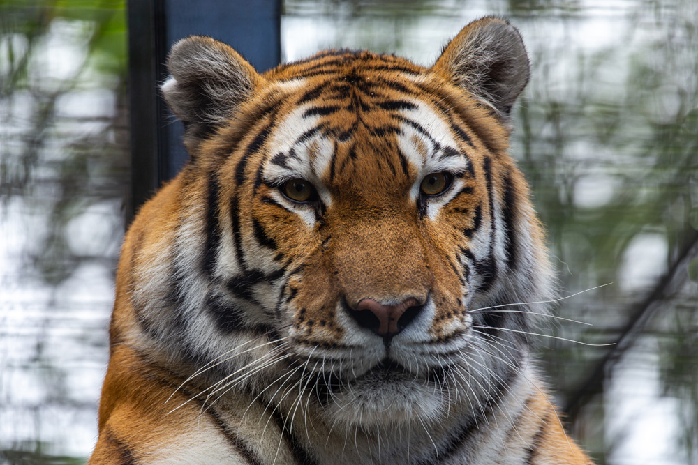 Animals-of-Asia-Side-Column-2.jpg (315 KB)